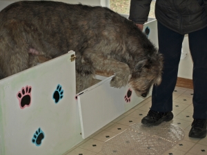 Wendy leaving the whelping box 01-04-2014